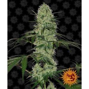 Barneys Farm Tangerine Dream Auto 5 Stk feminisiert