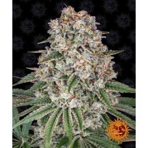 Barneys Farm Tropicanna Banana 10 pcs feminised