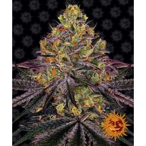 Barneys Farm Watermelon Zkittlez 3 Stk feminisiert