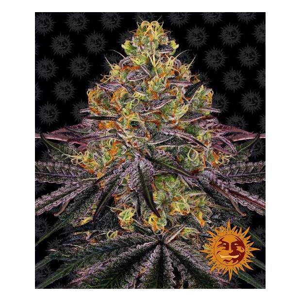 Barneys Farm Watermelon Zkittlez 10 Stk feminisiert