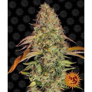 Barneys Farm Zkittlez OG Auto 5 Stk feminisiert