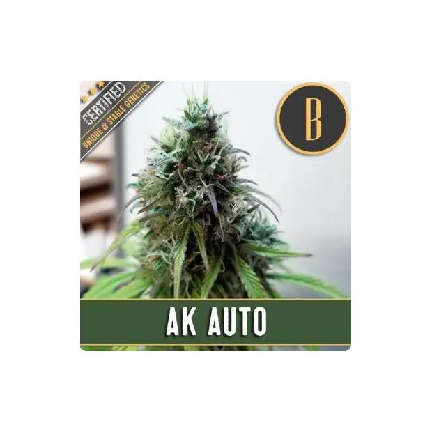 Blimburn Seeds AK Auto 3 Stk feminisiert