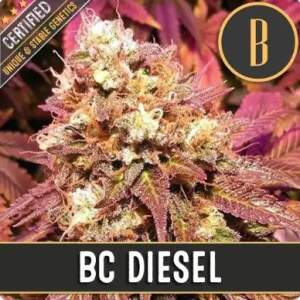 Blimburn Seeds Bc Diesel 3 Stk feminisiert