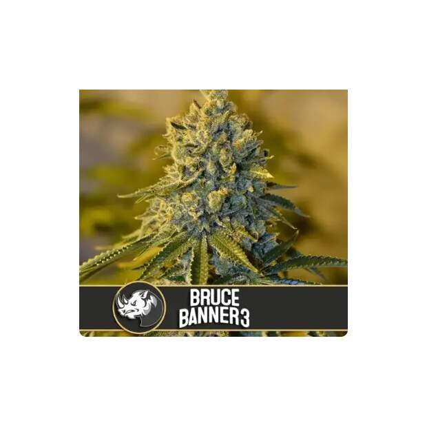 Blimburn Seeds Bruce Banner #3 3 Stk feminisiert
