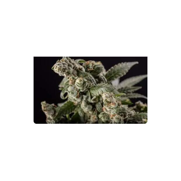 Blimburn Seeds Cafe Racer 6 pcs feminised