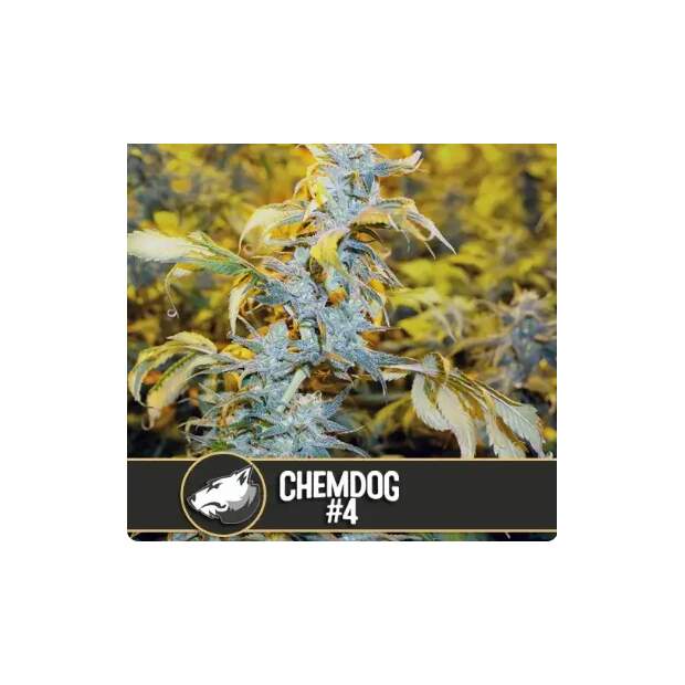 Blimburn Seeds ChemdOG # 4 3 pcs feminised