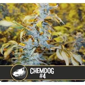 Blimburn Seeds ChemdOG # 4 6 pcs feminised