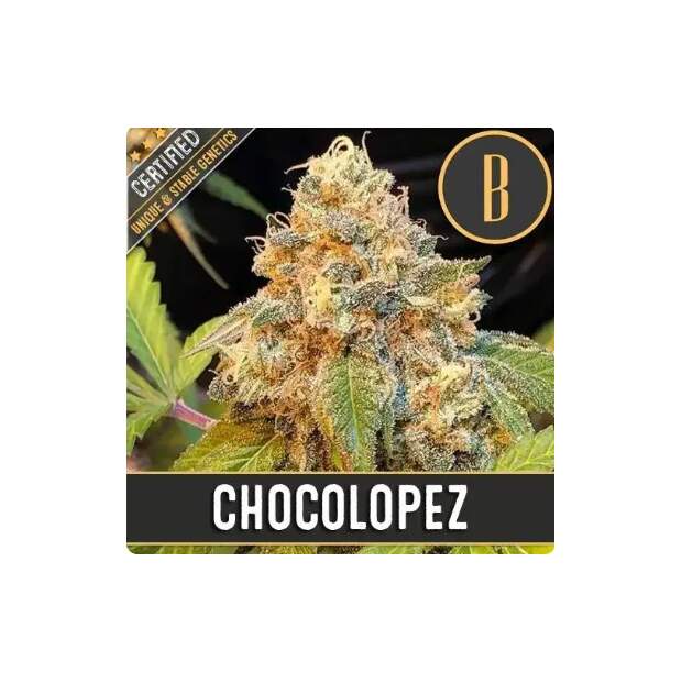 Blimburn Seeds Chocolopez 3 Stk feminisiert