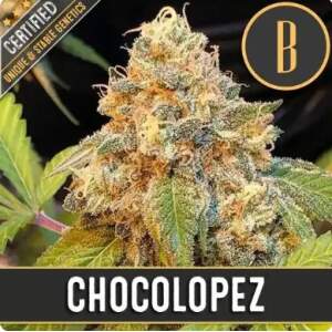 Blimburn Seeds Chocolopez 3 Stk feminisiert