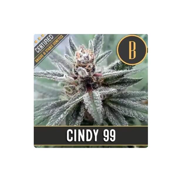 Blimburn Seeds Cindy 99 3 pcs feminised