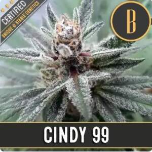 Blimburn Seeds Cindy 99 3 pcs feminised
