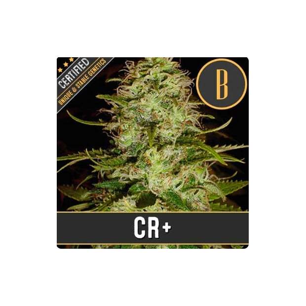 Blimburn Seeds Cr+ 3 pcs feminised