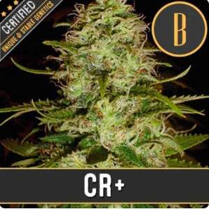Blimburn Seeds Cr+ 3 pcs feminised