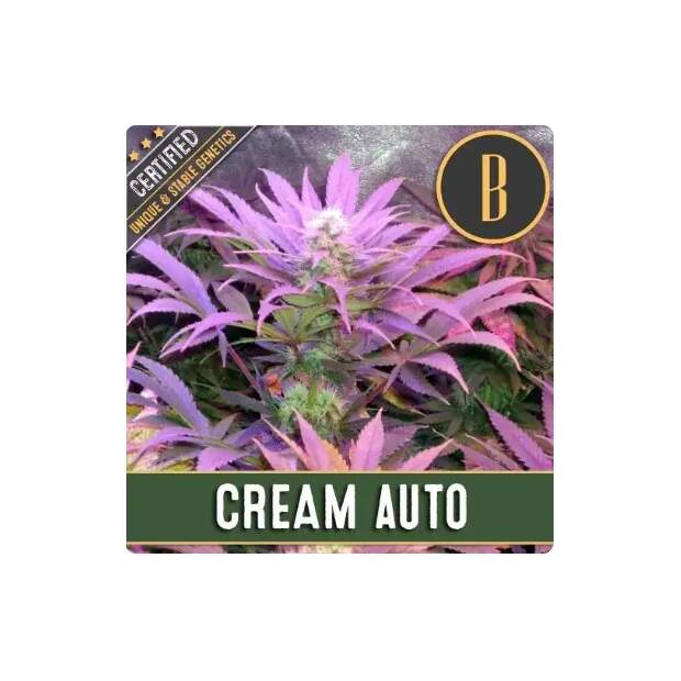 Blimburn Seeds Cream Auto 3 pcs feminised