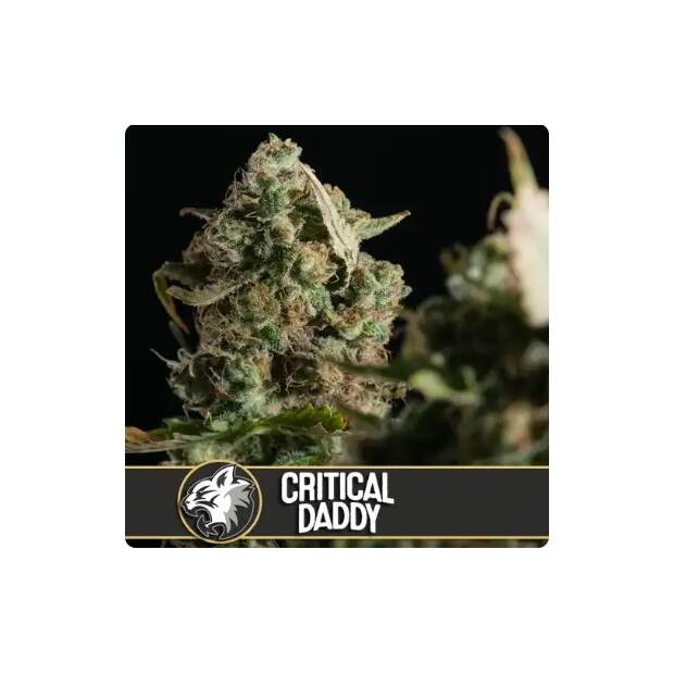 Blimburn Seeds Critical Daddy Purple 6 pcs feminised