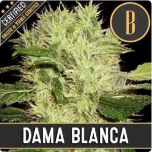 Blimburn Seeds Dama Blanca 3 Stk feminisiert