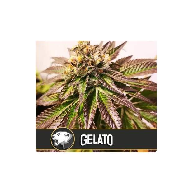Blimburn Seeds Gelato 6 Stk feminisiert