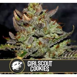 Blimburn Seeds Girl Scout Cookies 3 Stk feminisiert