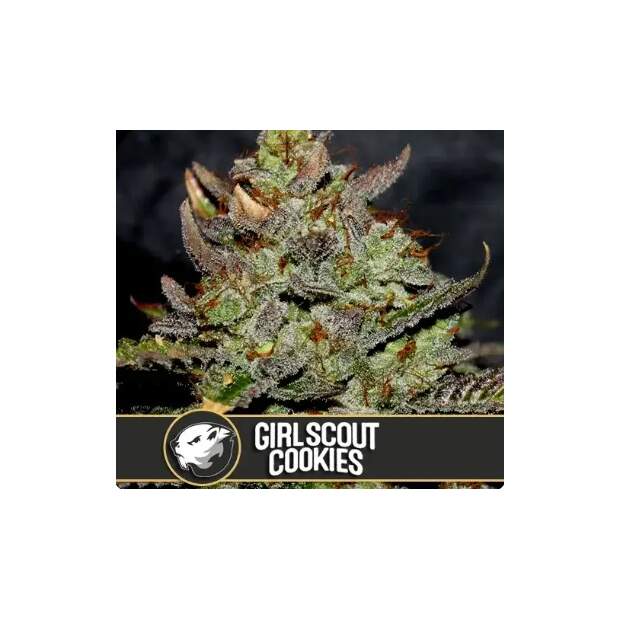 Blimburn Seeds Girl Scout Cookies 6 Stk feminisiert