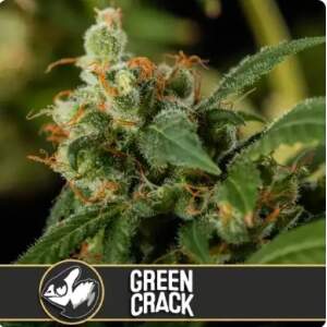 Blimburn Seeds Green Crack 6 pcs feminised