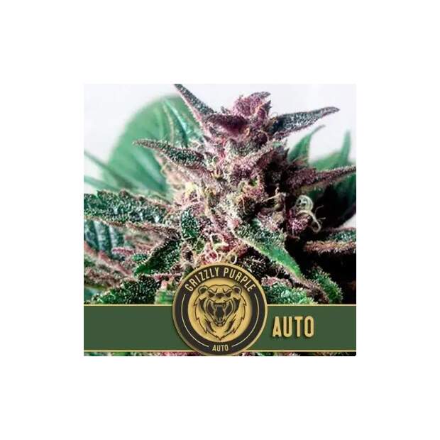 Blimburn Seeds Grizzly Purple Auto 6 Stk feminisiert
