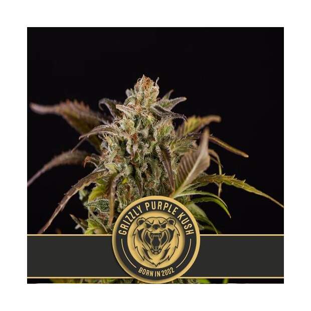 Blimburn Seeds Grizzly Purple Kush 3 Stk feminisiert