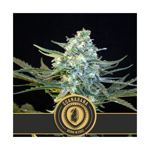 Blimburn Seeds Guanabana 3 Stk feminisiert