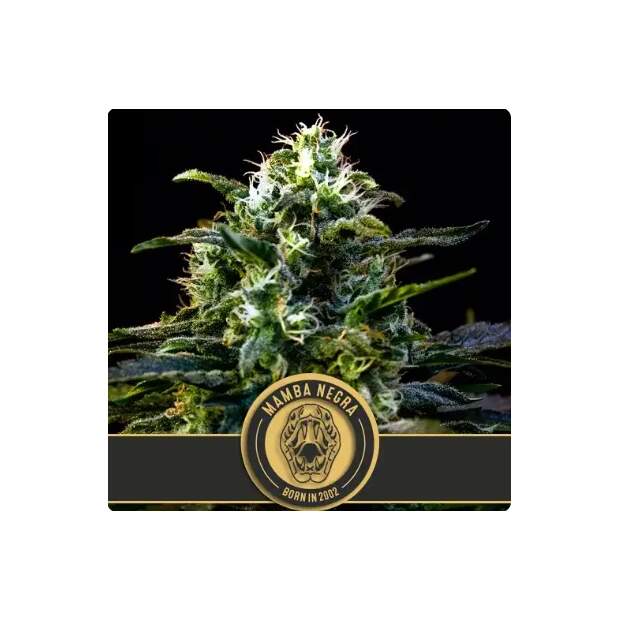 Blimburn Seeds Mamba Negra 3 pcs feminised