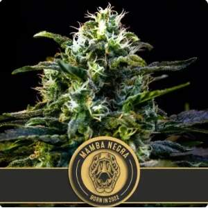 Blimburn Seeds Mamba Negra 6 pcs feminised