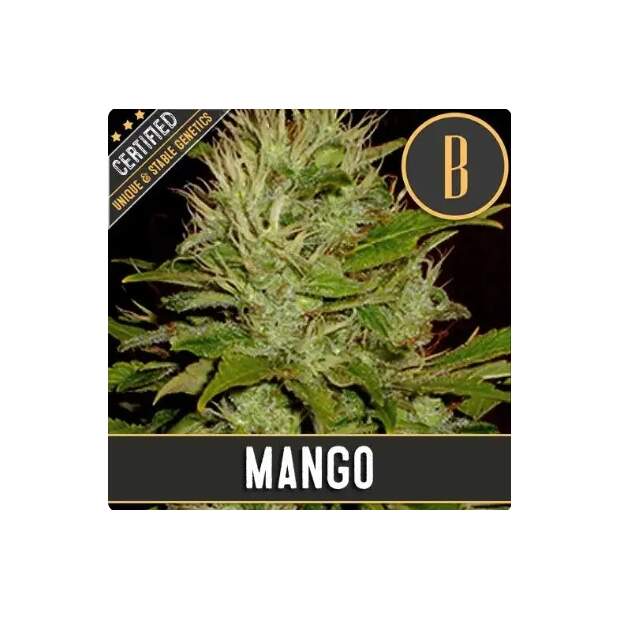Blimburn Seeds Mango 3 Stk feminisiert