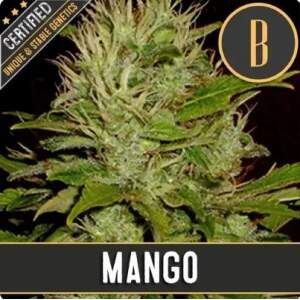 Blimburn Seeds Mango 3 Stk feminisiert