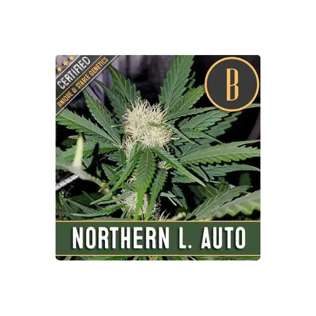 Blimburn Seeds Northern Auto 3 pcs feminised