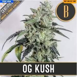 Blimburn Seeds OGs Kush 3 Stk feminisiert