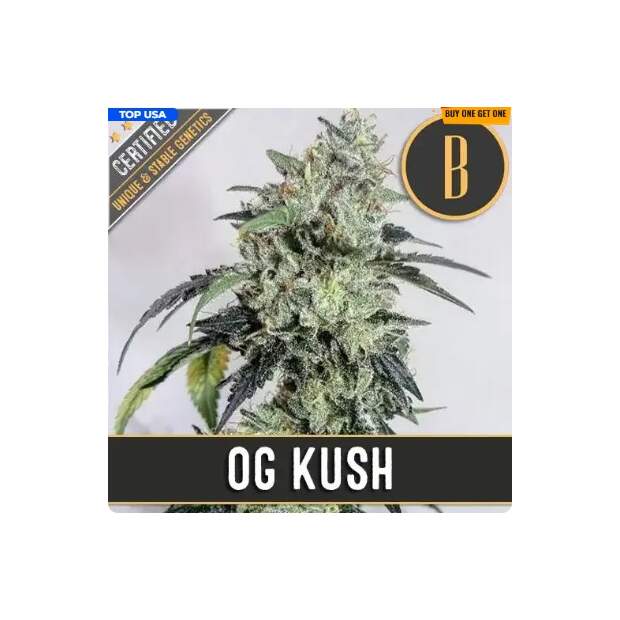 Blimburn Seeds OGs Kush 6 Stk feminisiert