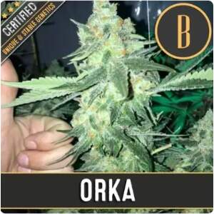 Blimburn Seeds Orka 3 Stk feminisiert