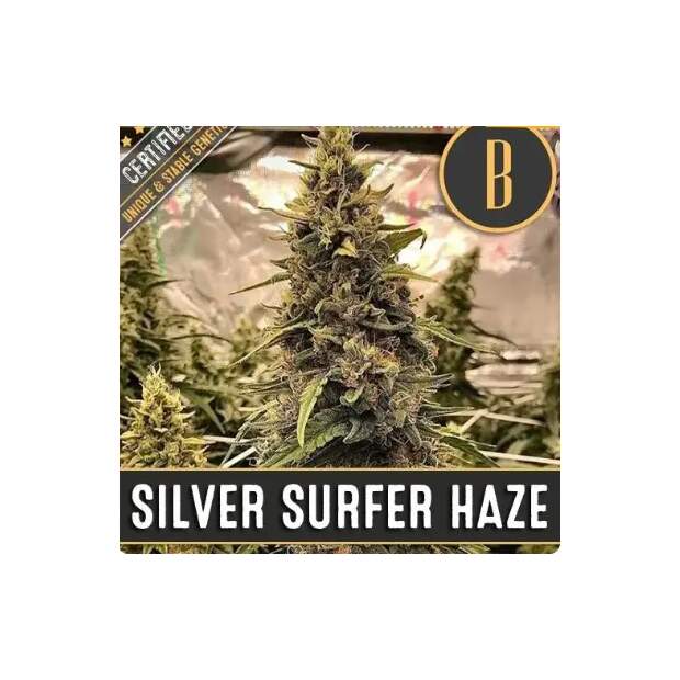 Blimburn Seeds Silver Surfer Haze 3 pcs feminised