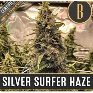 Blimburn Seeds Silver Surfer Haze 3 pcs feminised