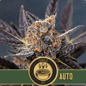 Blimburn Seeds Tangie Auto 3 pcs feminised