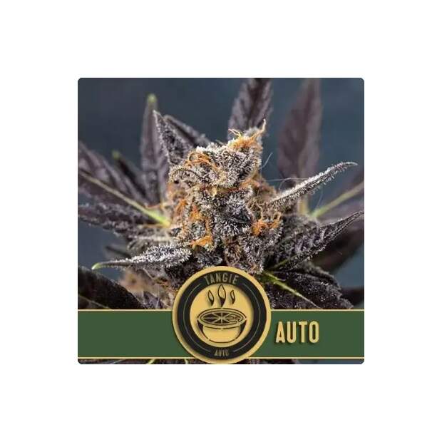 Blimburn Seeds Tangie Auto 6 pcs feminised