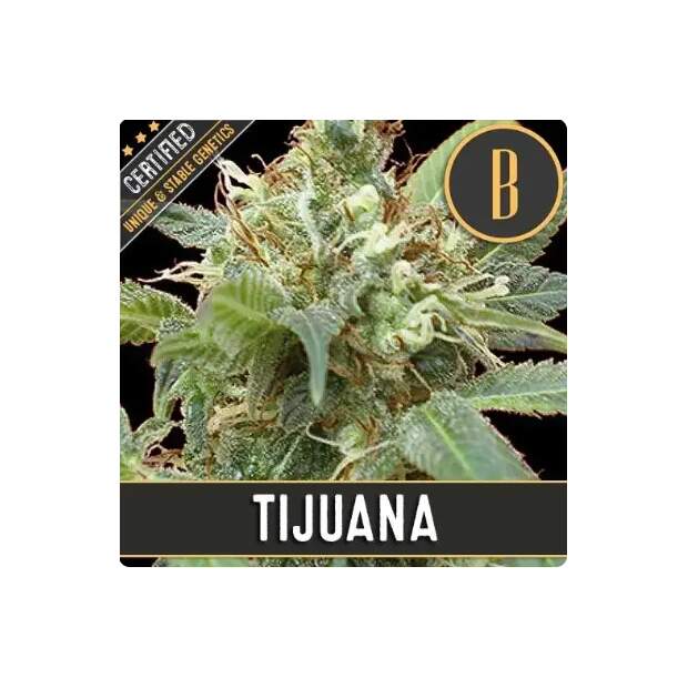 Blimburn Seeds Tijuana 3 Stk feminisiert