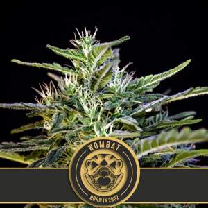 Blimburn Seeds Wombat 3 pcs feminised