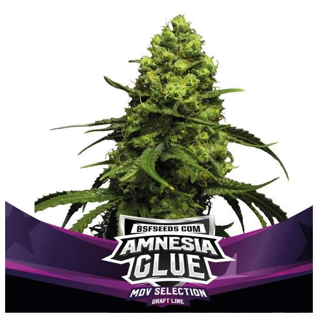Bsf Seeds Amnesia Glue 12 pcs feminised