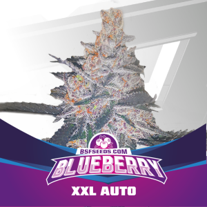 Bsf Seeds Blueberry XXL Auto 4 pcs feminised