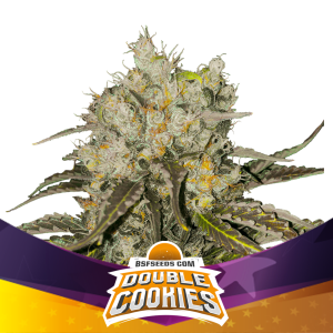 Bsf Seeds Double Cookies 2 pcs feminised