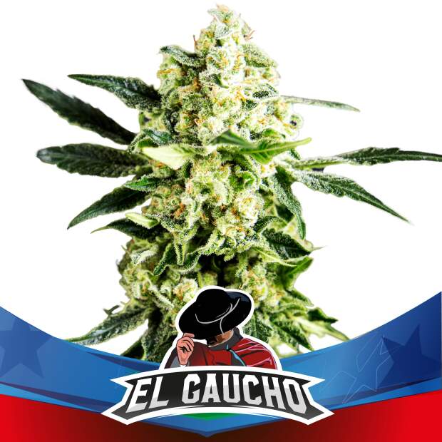 Bsf Seeds El Gaucho Fast Version 4 Stk feminisiert