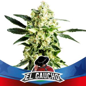 Bsf Seeds El Gaucho Fast Version 7 pcs feminised