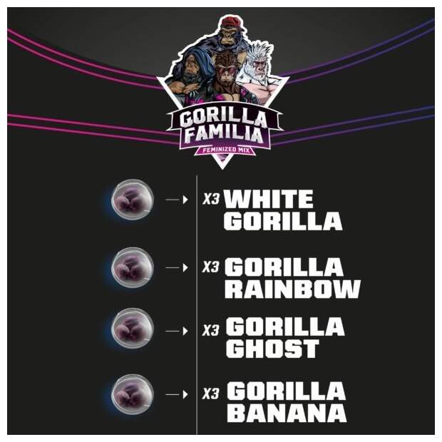 Bsf Seeds Gorilla Familia Feminized Mix - Draft Line 12 Stk feminisiert