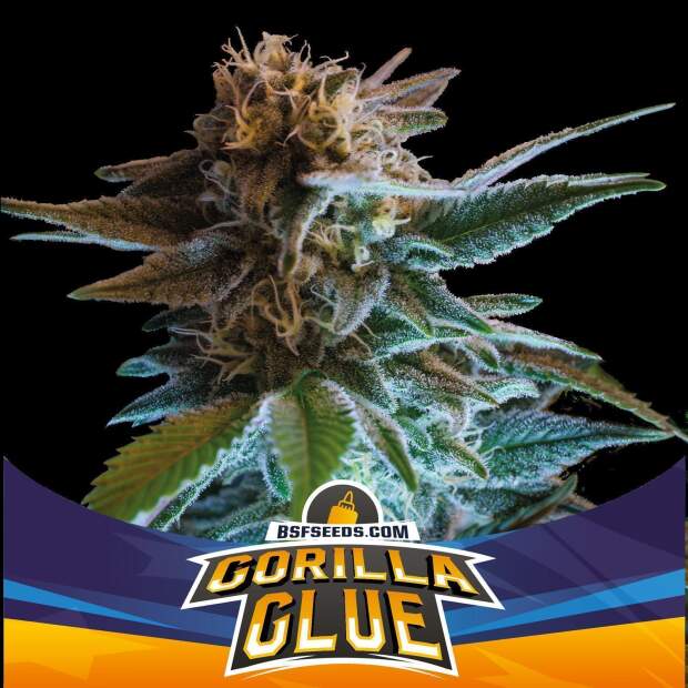 Bsf Seeds Gorilla Glue Auto 7 pcs feminised