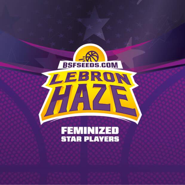 Bsf Seeds Lebron Haze 4 Stk feminisiert