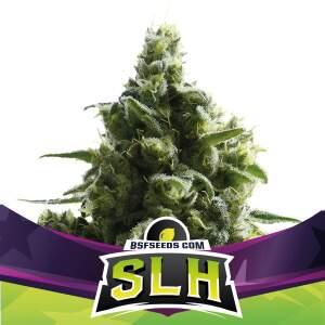 Bsf Seeds Slh - Super Lemon Haze 12 Stk feminisiert